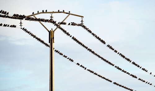 Những con chim sáo đậu dày trên đường dây điện cao thế trước mùa di cư của chúng ở Strazeele, miền Bắc nước Pháp, 01/10/2012.